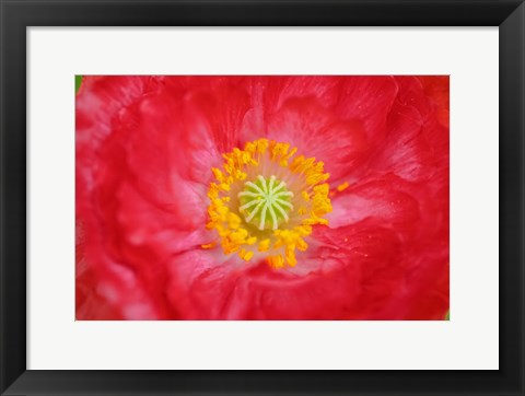 Framed Red Poppy Flower Print