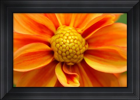 Framed Orange Dahlia Bloom Print