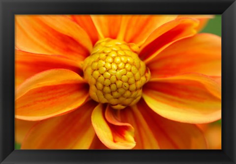 Framed Orange Dahlia Bloom Print