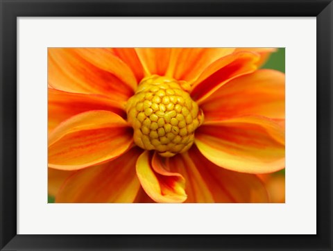 Framed Orange Dahlia Bloom Print