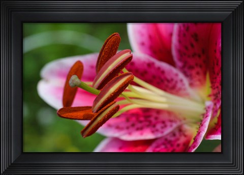 Framed Stargazer Lily 1 Print