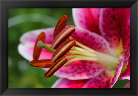 Framed Stargazer Lily 1 Print