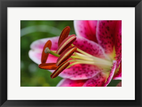 Framed Stargazer Lily 1 Print