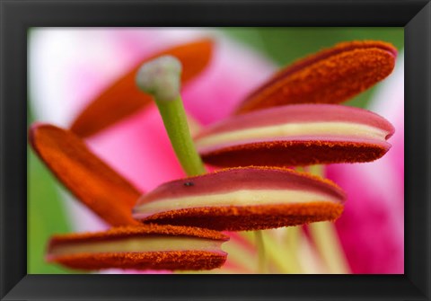 Framed Stargazer Lily 2 Print