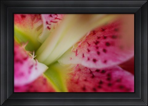 Framed Stargazer Lily 3 Print