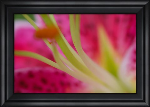 Framed Stargazer Lily 4 Print