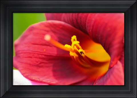Framed Red Daylily Print