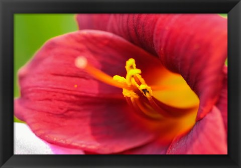 Framed Red Daylily Print