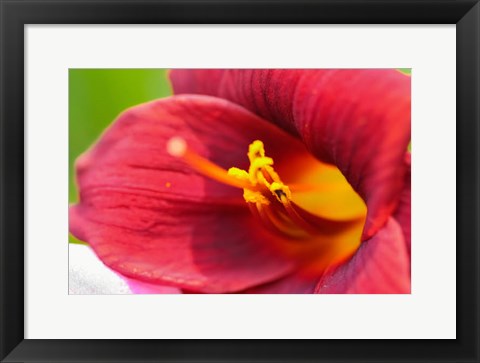 Framed Red Daylily Print