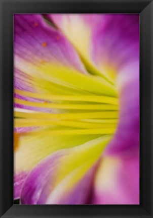 Framed Pink Daylily 1 Print