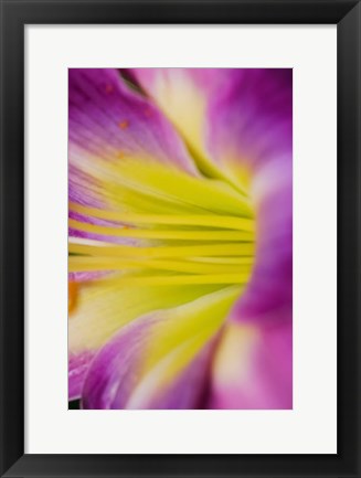 Framed Pink Daylily 1 Print