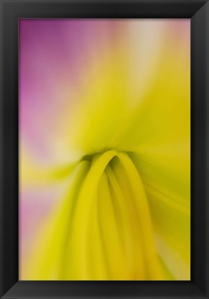 Framed Pink Daylily 2 Print