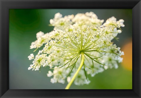 Framed Queen Anne&#39;s Lace Flower 1 Print