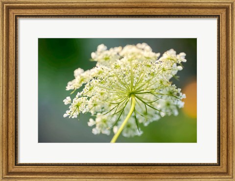 Framed Queen Anne&#39;s Lace Flower 1 Print