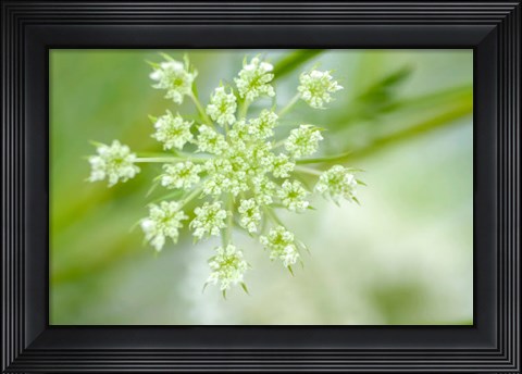 Framed Queen Anne&#39;s Lace Flower 2 Print