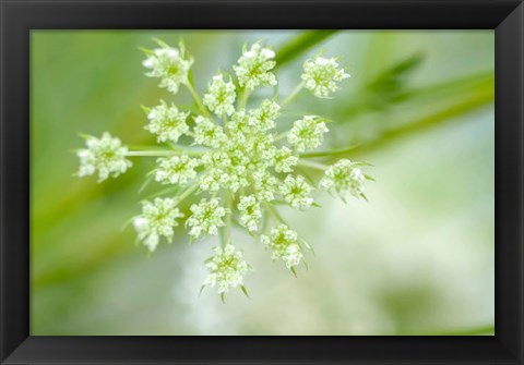 Framed Queen Anne&#39;s Lace Flower 2 Print