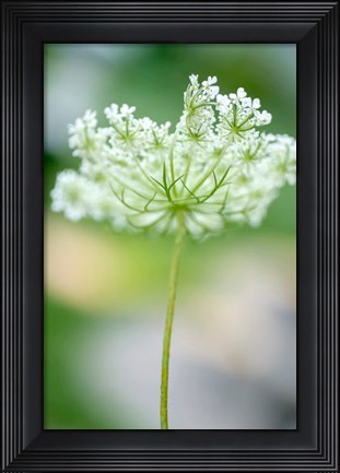 Framed Queen Anne&#39;s Lace Flower 3 Print