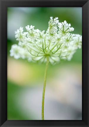 Framed Queen Anne&#39;s Lace Flower 3 Print