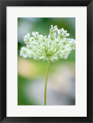 Framed Queen Anne&#39;s Lace Flower 3 Print