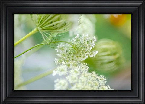 Framed Queen Anne&#39;s Lace Flower 4 Print