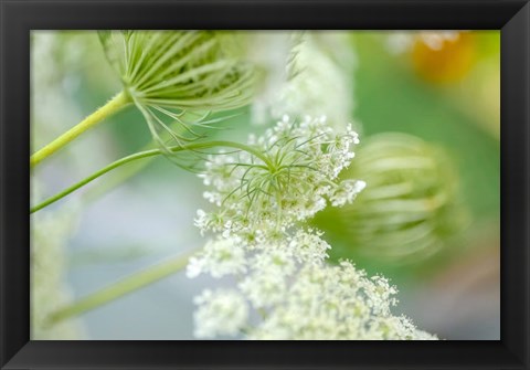 Framed Queen Anne&#39;s Lace Flower 4 Print