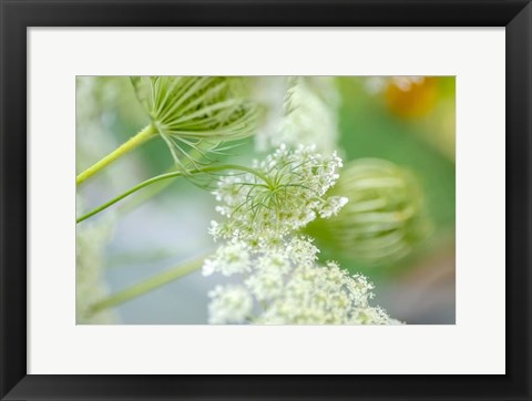 Framed Queen Anne&#39;s Lace Flower 4 Print