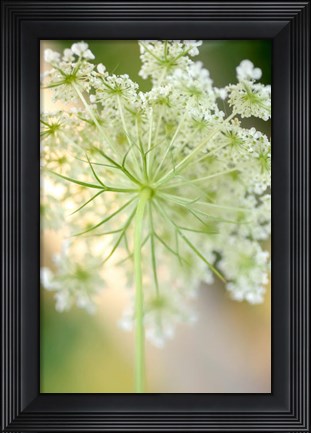 Framed Queen Anne&#39;s Lace Flower 5 Print