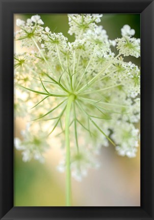 Framed Queen Anne&#39;s Lace Flower 5 Print