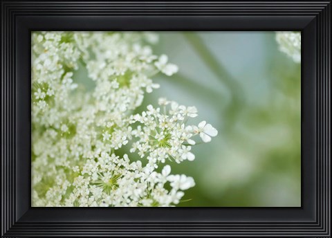Framed Queen Anne&#39;s Lace Flower 6 Print