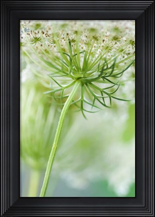 Framed Queen Anne&#39;s Lace Flower 7 Print
