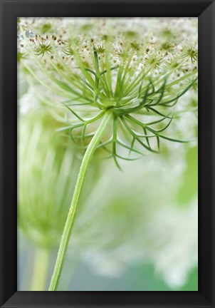 Framed Queen Anne&#39;s Lace Flower 7 Print