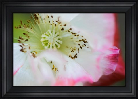 Framed Garden Poppy 1 Print