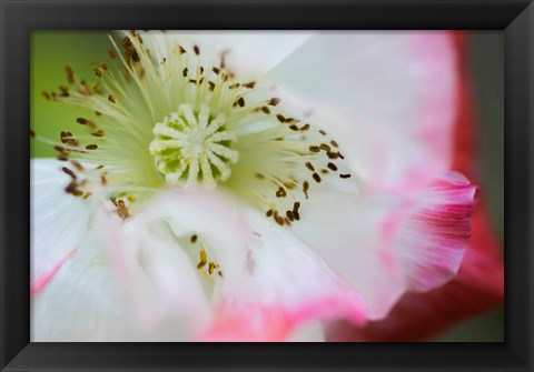 Framed Garden Poppy 1 Print