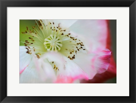 Framed Garden Poppy 1 Print