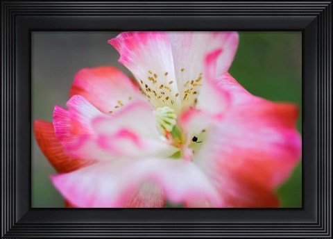 Framed Garden Poppy 2 Print