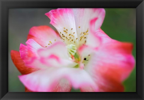 Framed Garden Poppy 2 Print