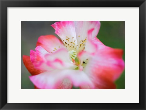 Framed Garden Poppy 2 Print