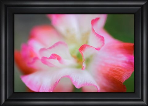 Framed Garden Poppy 3 Print