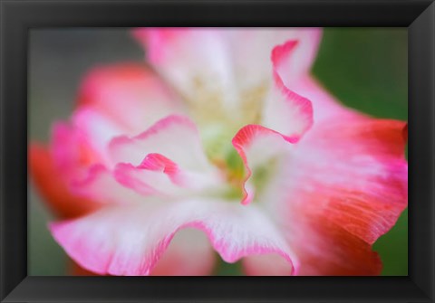 Framed Garden Poppy 3 Print