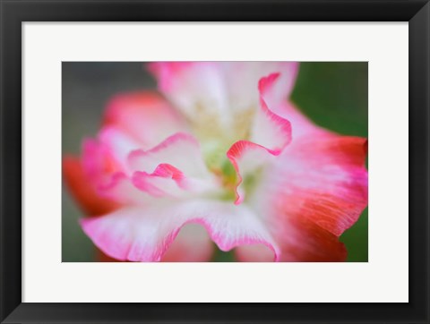 Framed Garden Poppy 3 Print