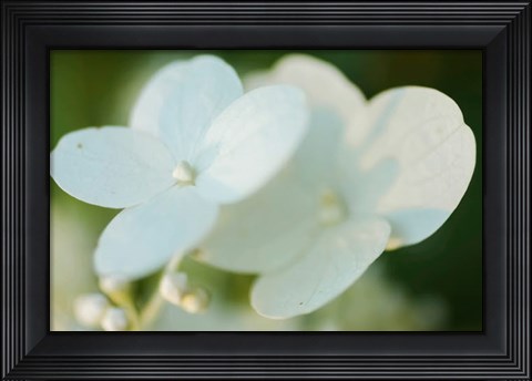 Framed Hydrangea Bloom 1 Print