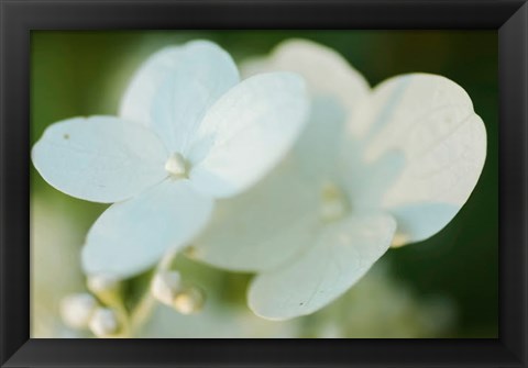 Framed Hydrangea Bloom 1 Print