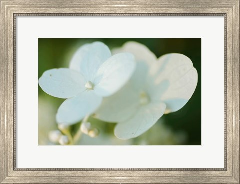 Framed Hydrangea Bloom 1 Print