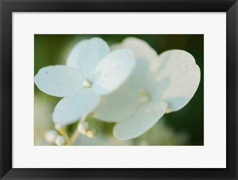 Framed Hydrangea Bloom 1 Print