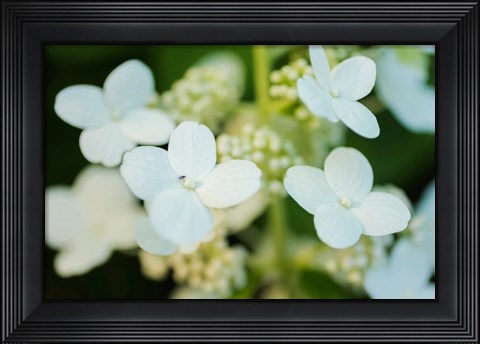 Framed Hydrangea Bloom 2 Print