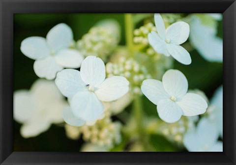 Framed Hydrangea Bloom 2 Print