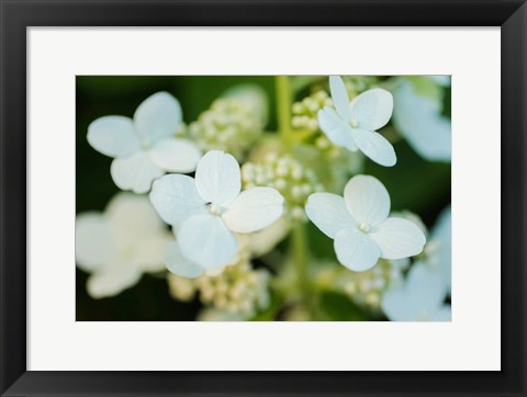 Framed Hydrangea Bloom 2 Print