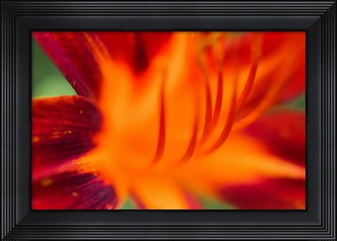 Framed Red Daylily 1 Print