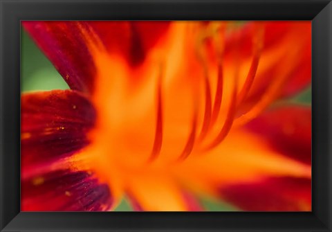 Framed Red Daylily 1 Print