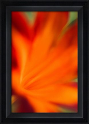Framed Red Daylily 2 Print